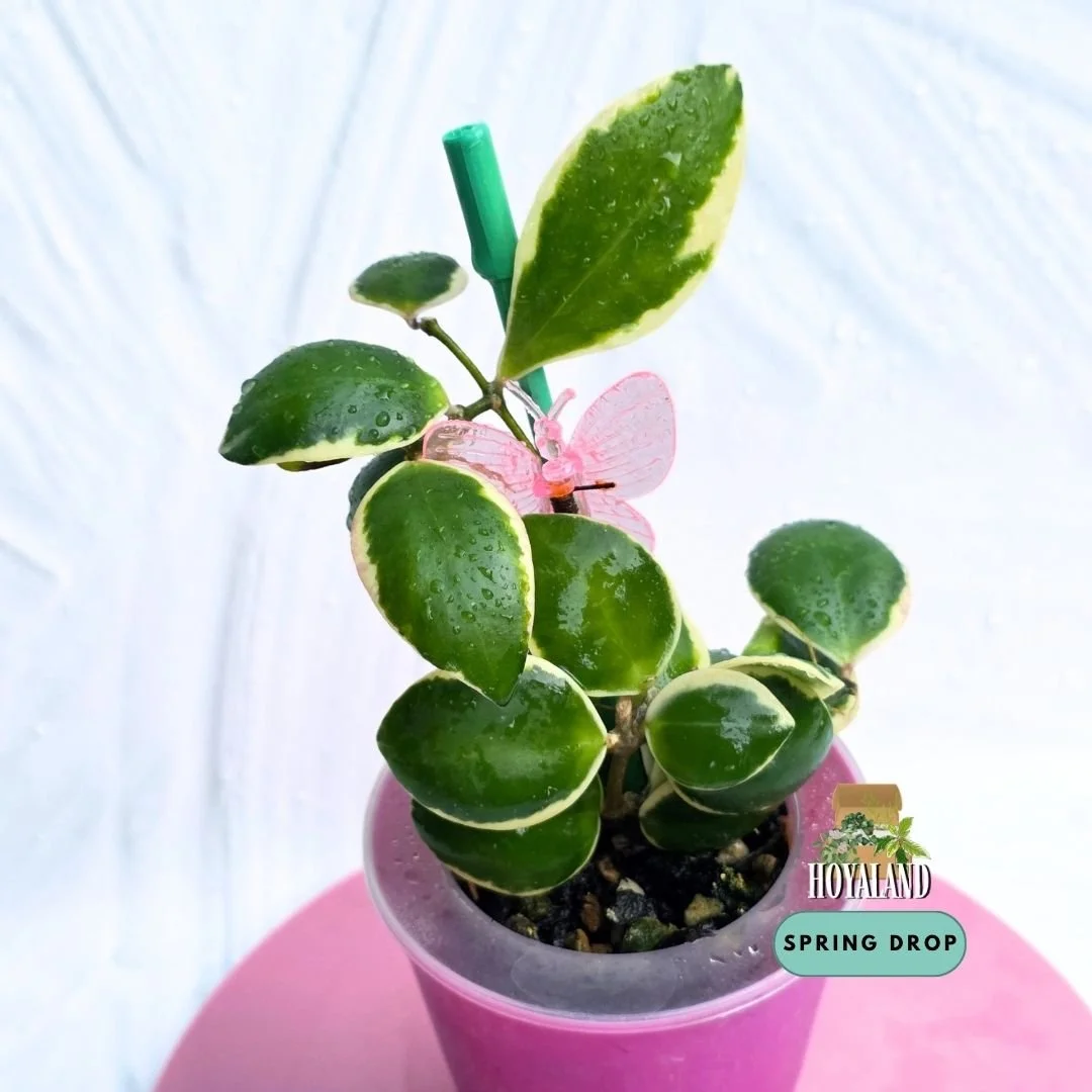Established Hoya incurvula Albomarginata showing small succulent rounded leaves with creamy white outer margins and subtle tapered tips