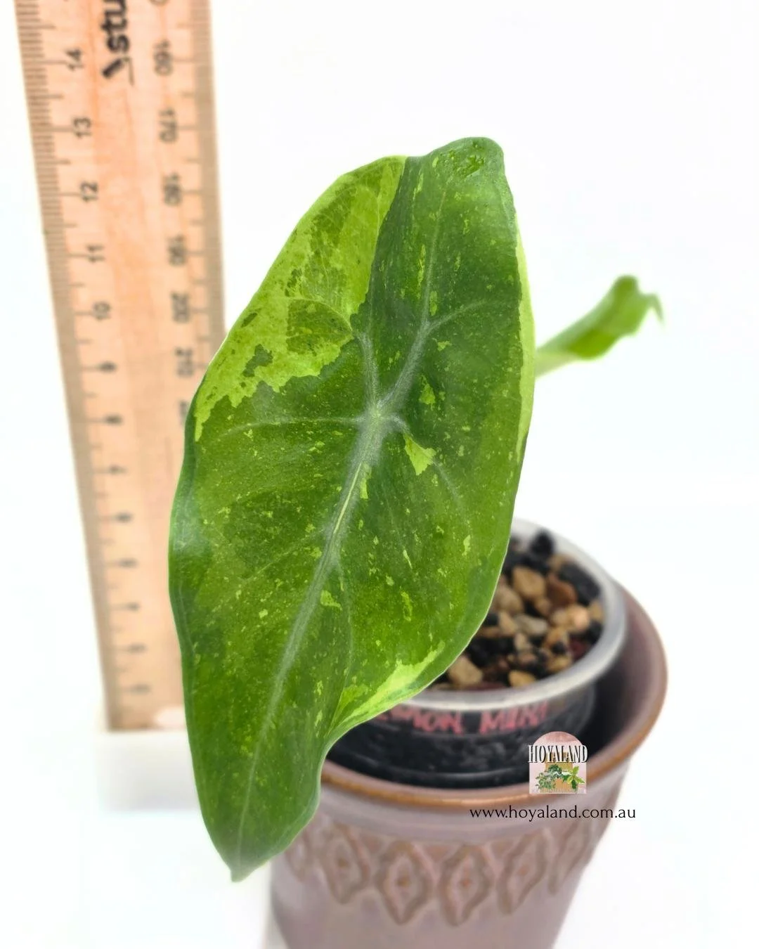 Alocasia lemon mint (2).jpg