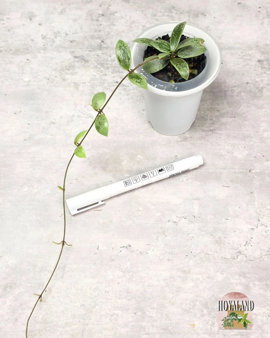 Hoya aff picta silver mini coin (2).jpg