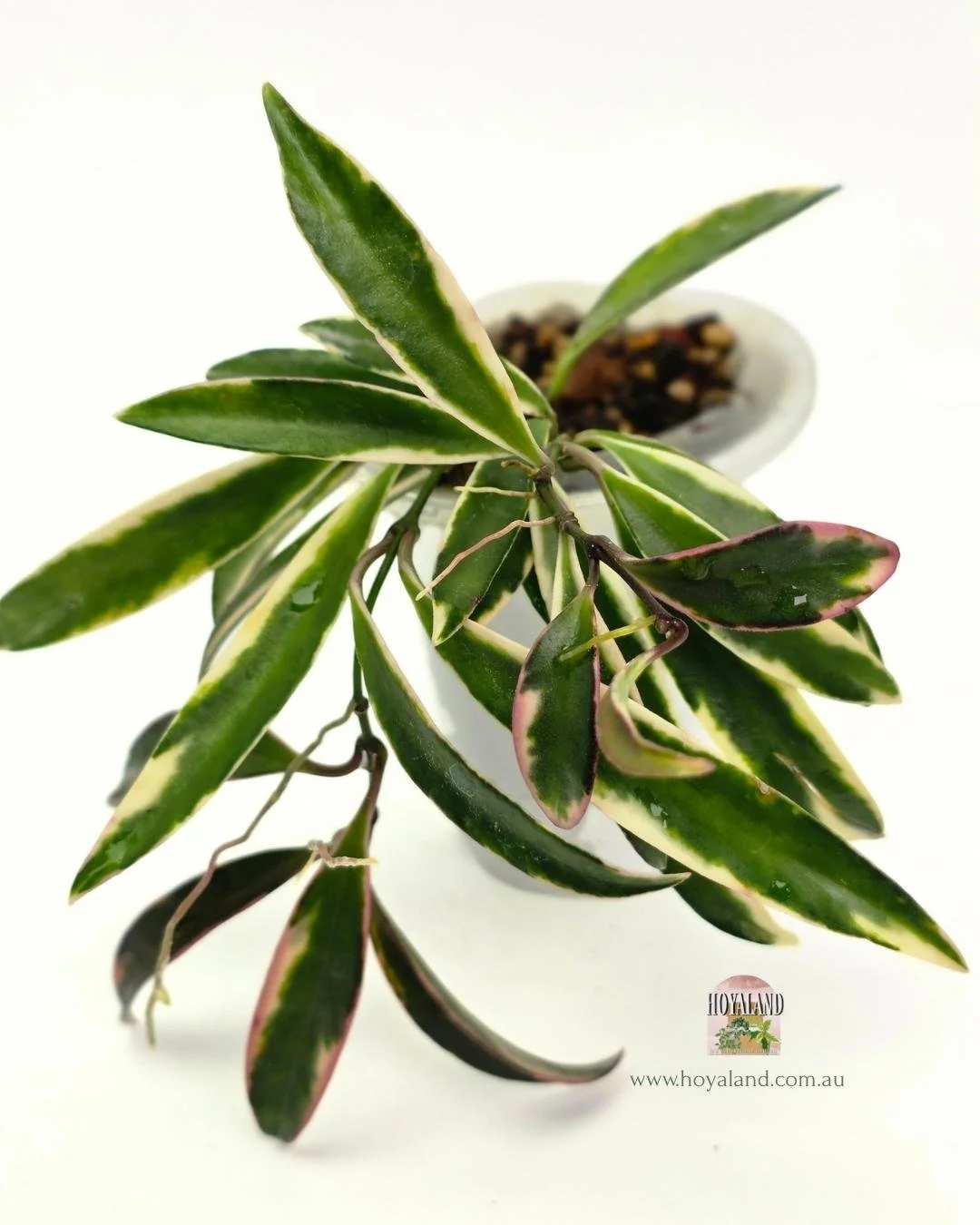 Hoya kentiana lorilyn (3).jpg