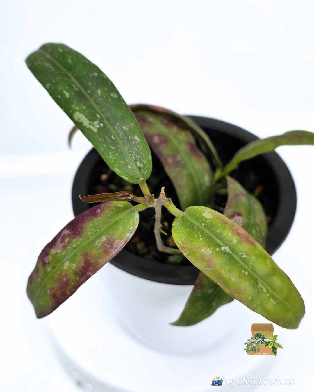 Hoya GPS 7950 (4).png