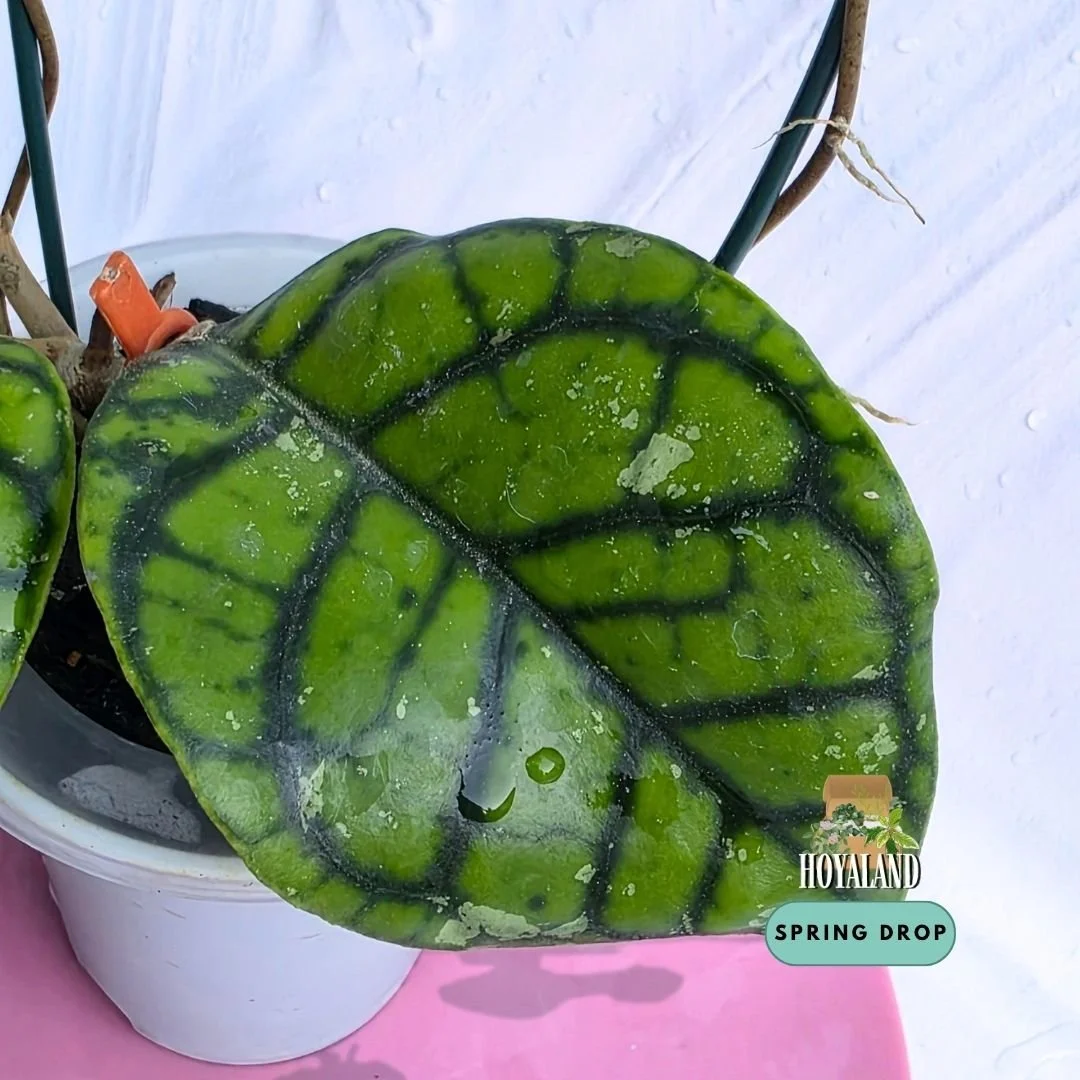 Hoya caliistophylla chibi (11).jpg