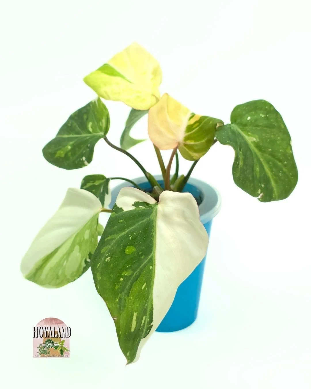 Philodendron gloriosum var (4).jpg