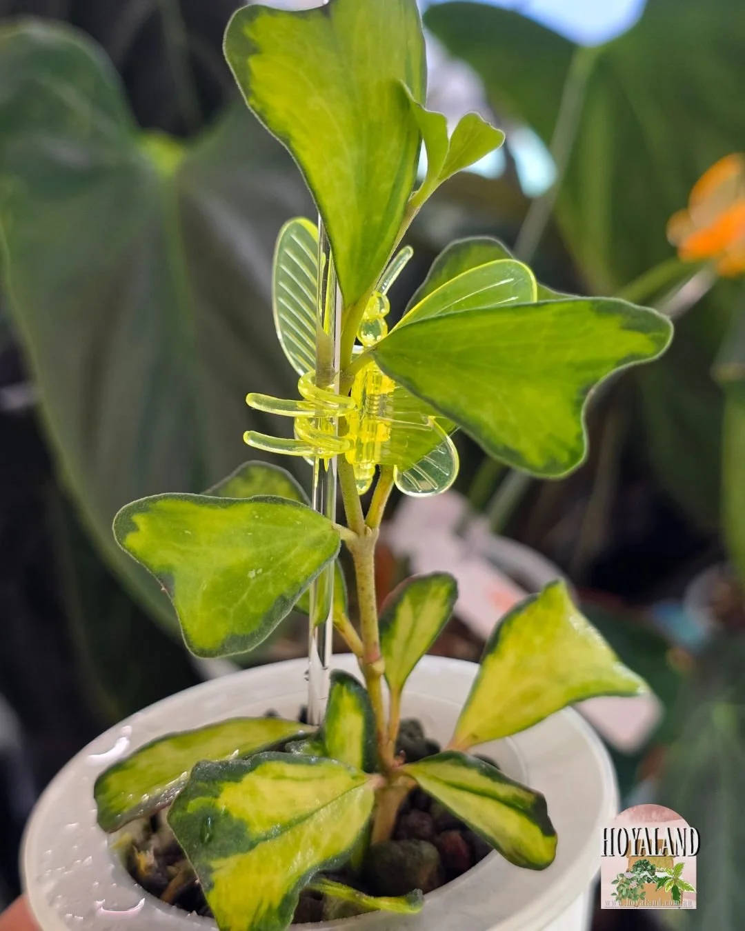Hoya manipurensis variegata (5).jpg