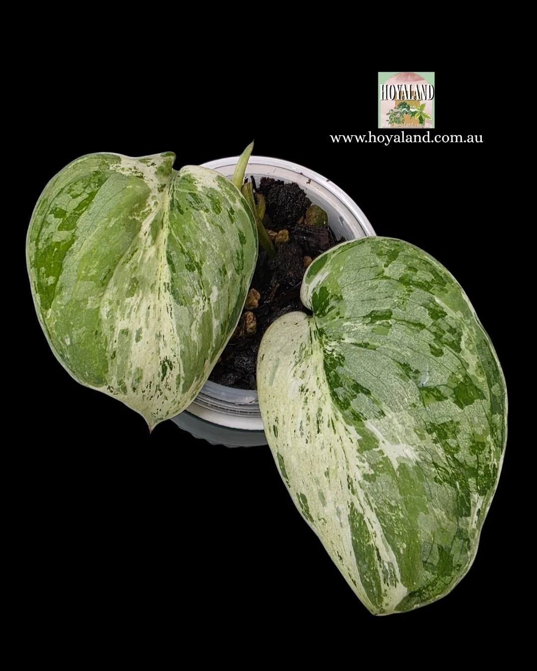 Scindapsus tembaga (1).jpg