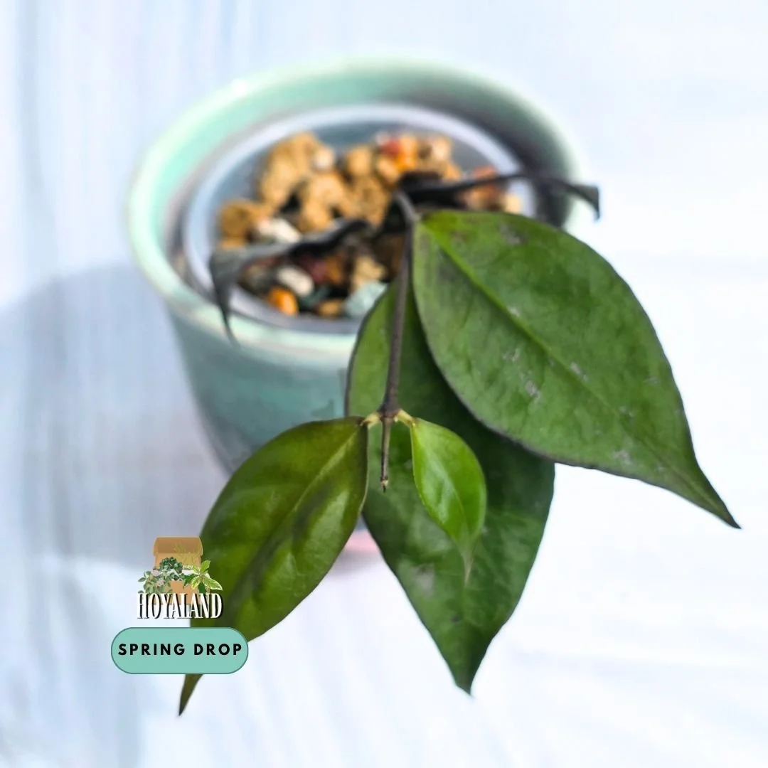 Hoya ignorata (Rare Micro-Flowering Epiphyte – Sleek Lanceolate Foliage)