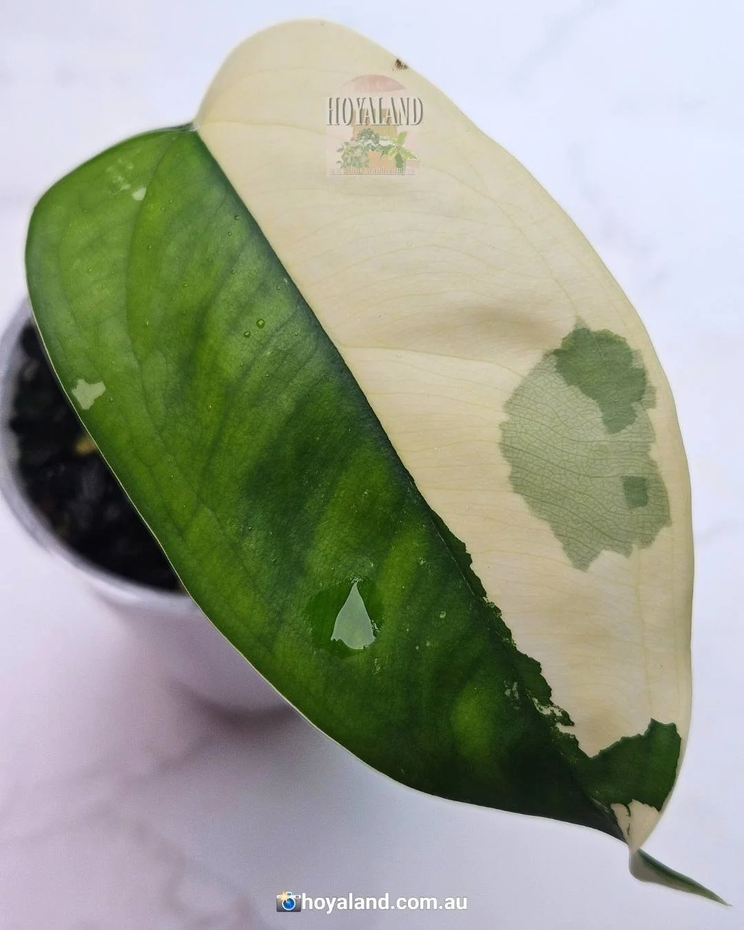Syngonium Chiapense Variegata Excellent Genetics 🦋