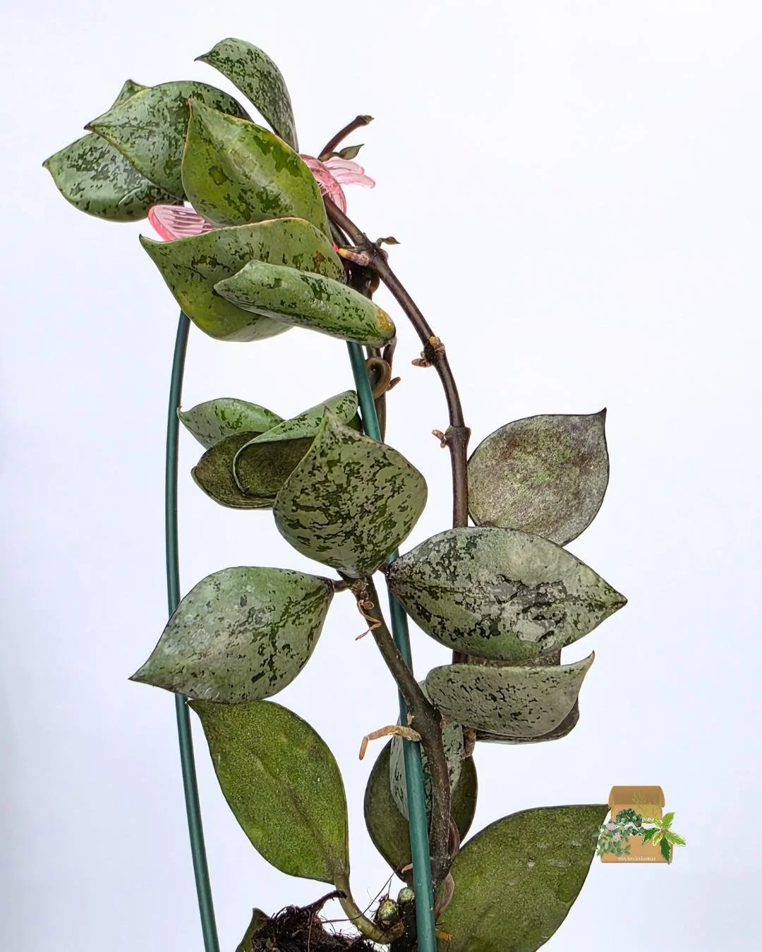 Hoya lacunosa black aurora (3).jpg