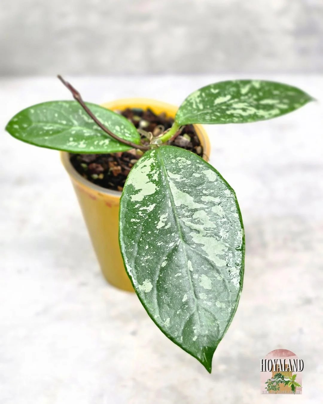 Hoya Lai Chau splash (4).jpg