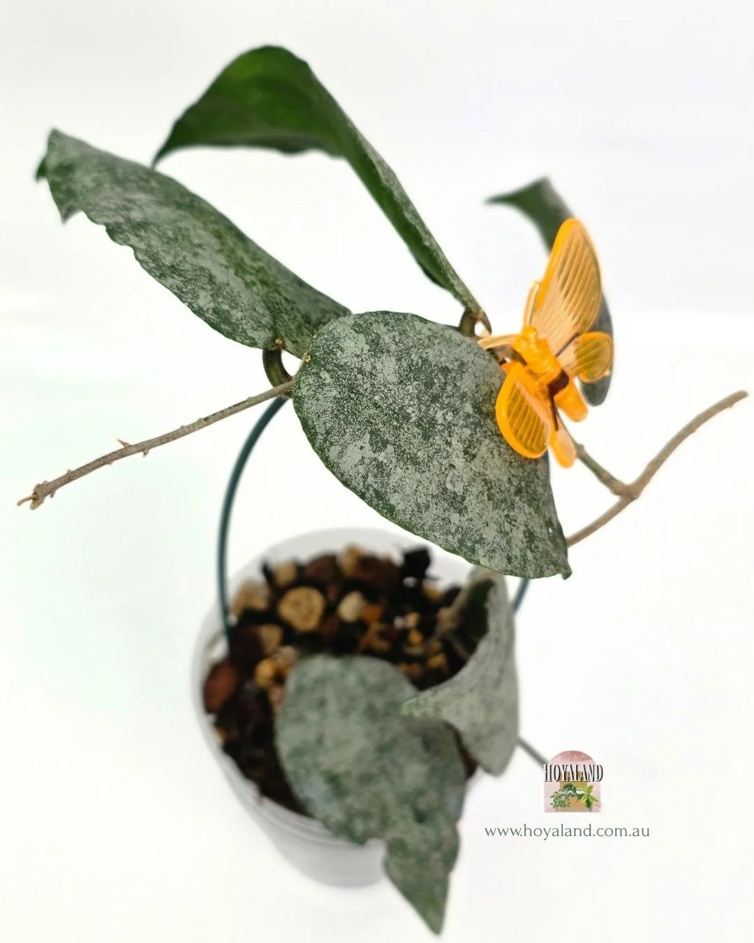 Hoya caudata silver.jpg