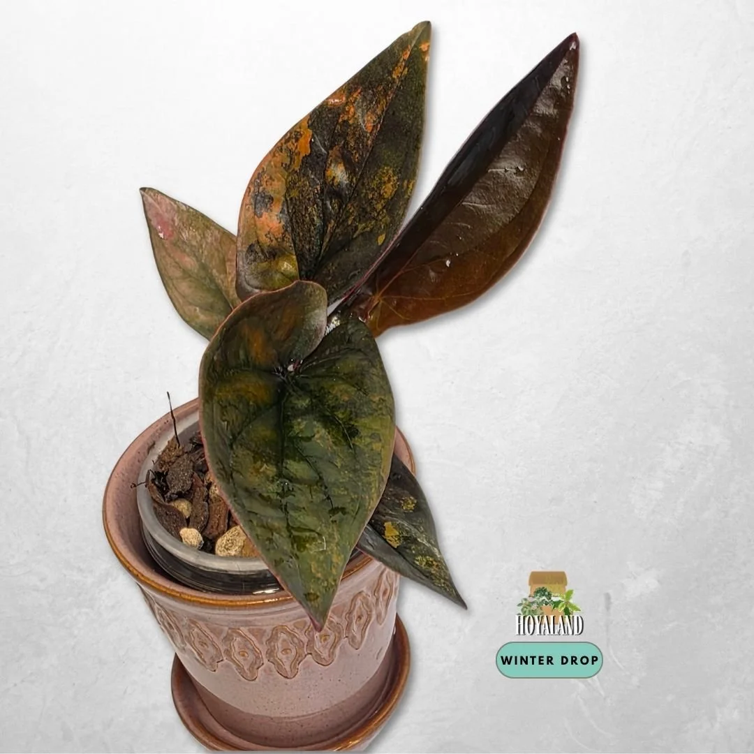 Established Syngonium Red Arrow Variegata with dark foliage, ruby backs, and gold to pink splash