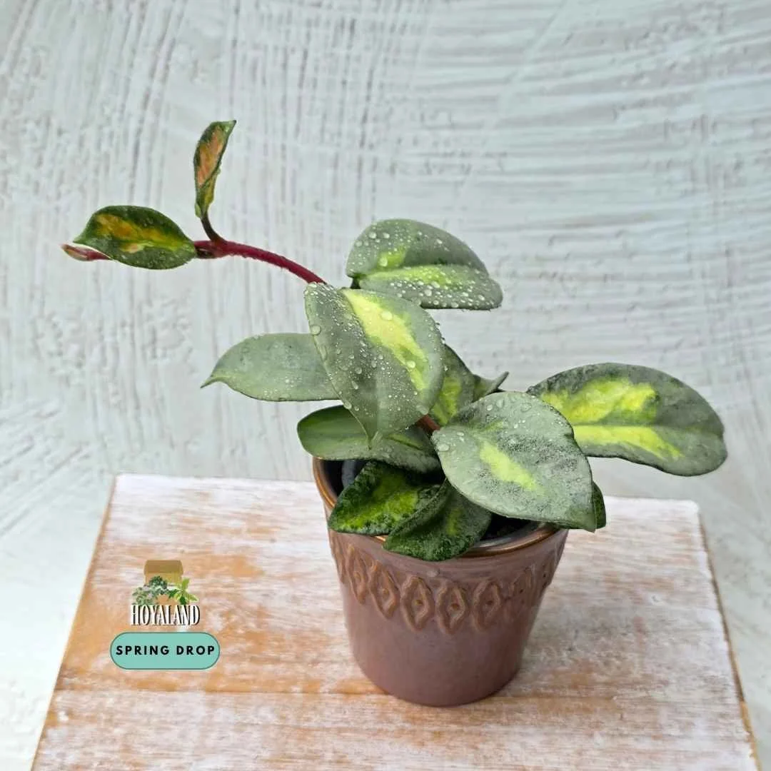 Hoya carnosa argentea princess (6).jpg