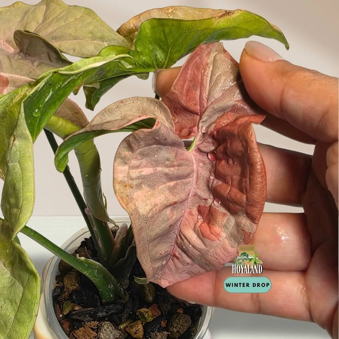 Syngonium 'Double Pink' (High-Contrast Pink Splash Mutation) B