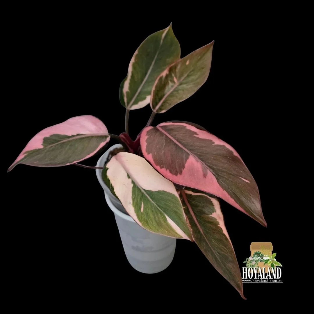 Philodendron pink princess mutation (1).jpg