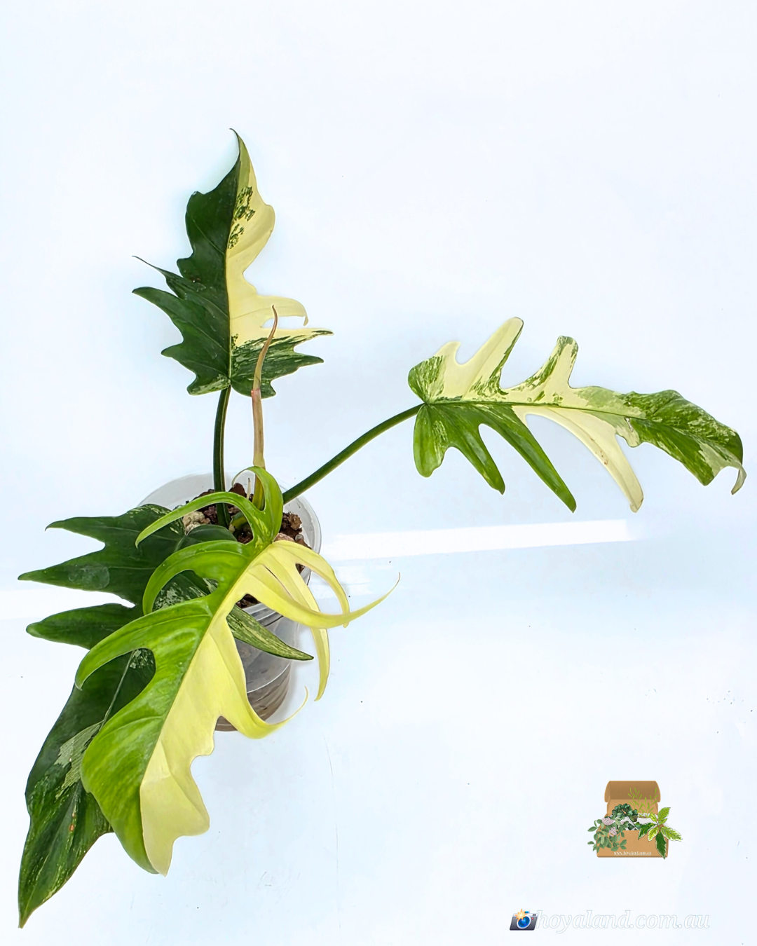Philodendron fb x tortum 2 (3).png