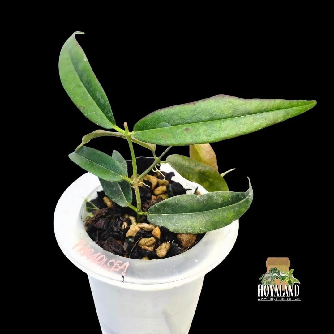 Hoya paradisea white small (3).jpg