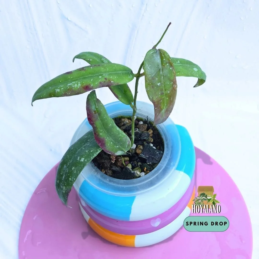 Hoya aff scortechinii  sp Sabah GPS 7950 | Rare Bronze Sun-Stressing Hoya