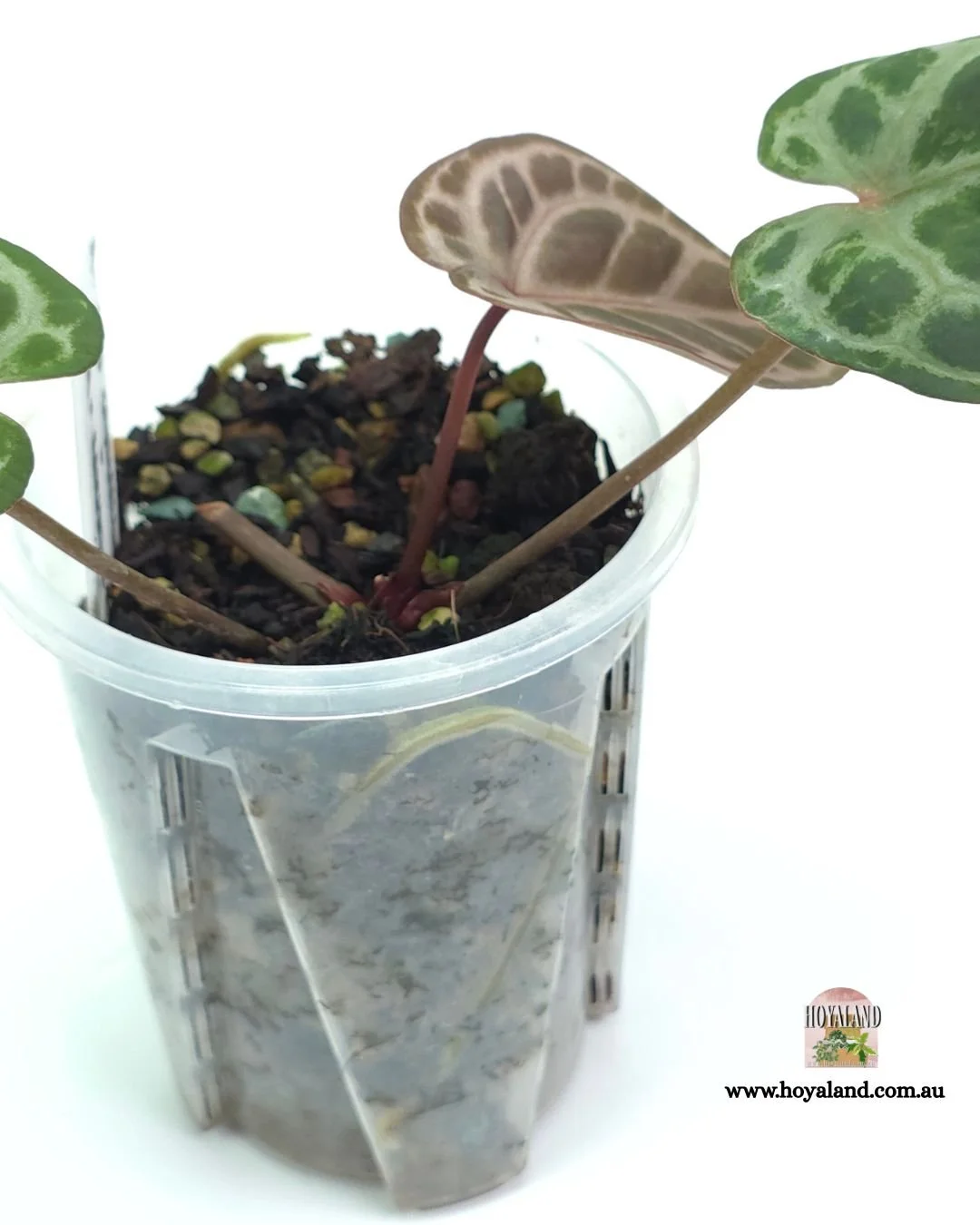 Anthurium rc zxm.jpg