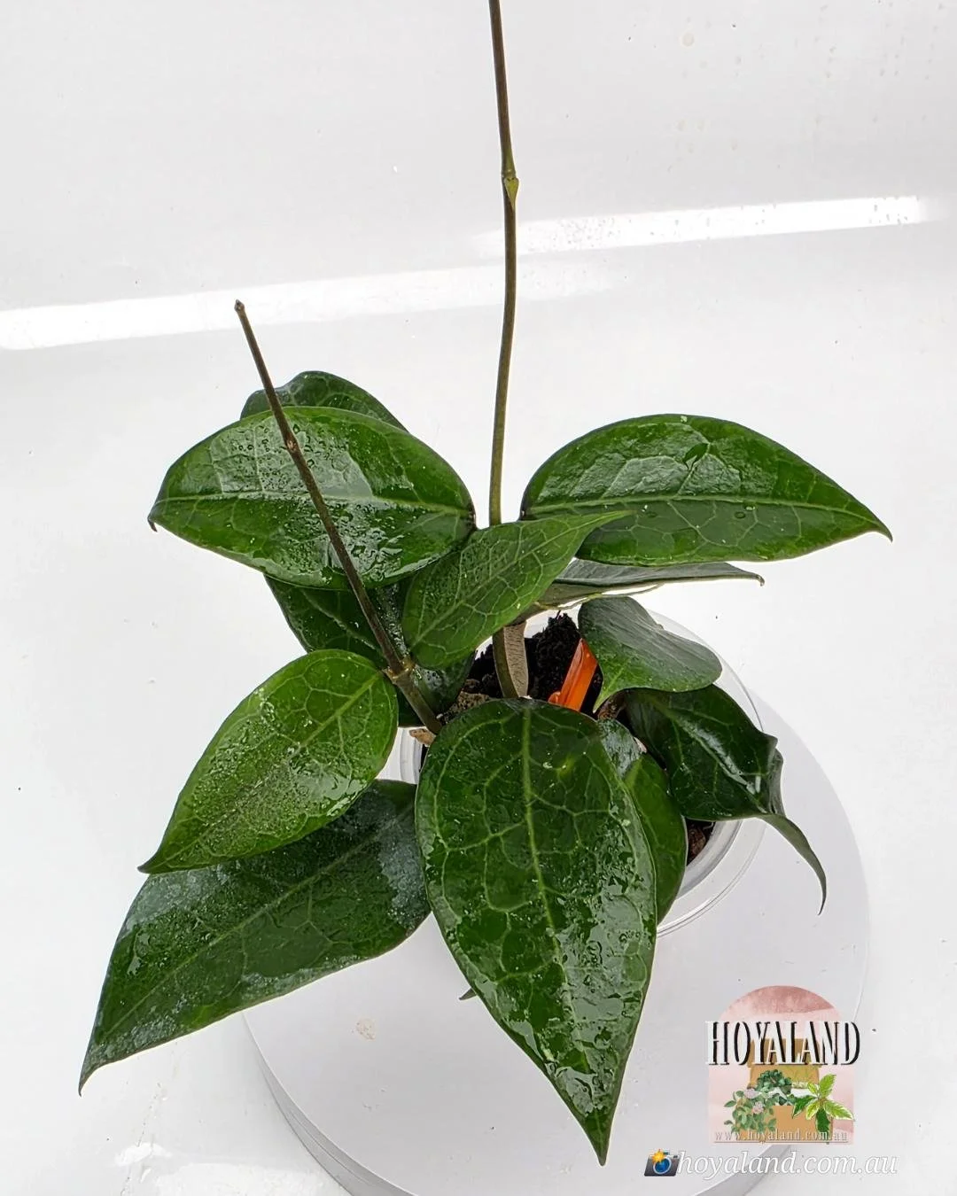 Hoya sp Sumbawa |  Multi-Planted 🌞🍂