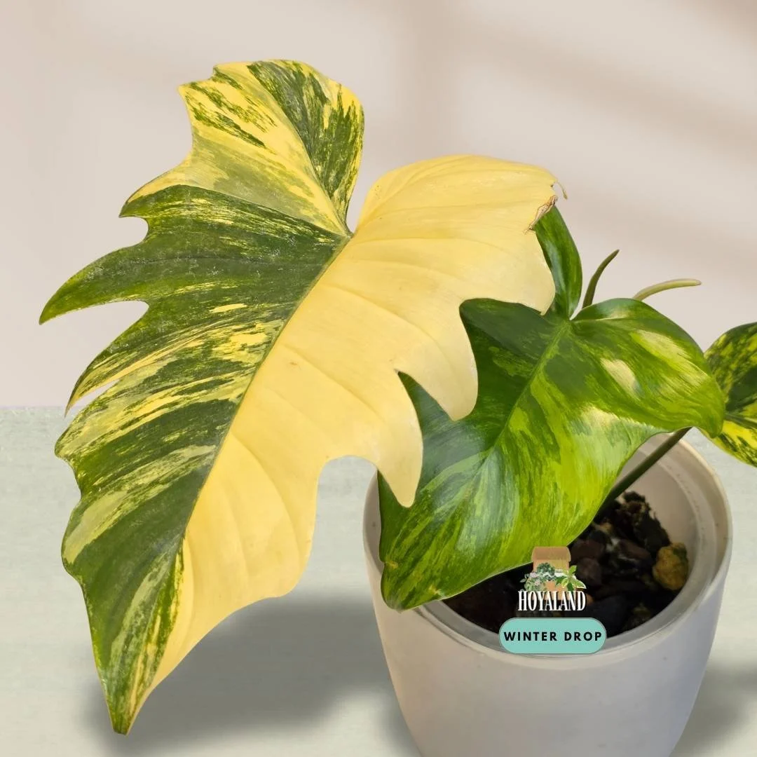 Philodendron Florida Beauty x mayoi with wide triangular leaves and light cream variegation