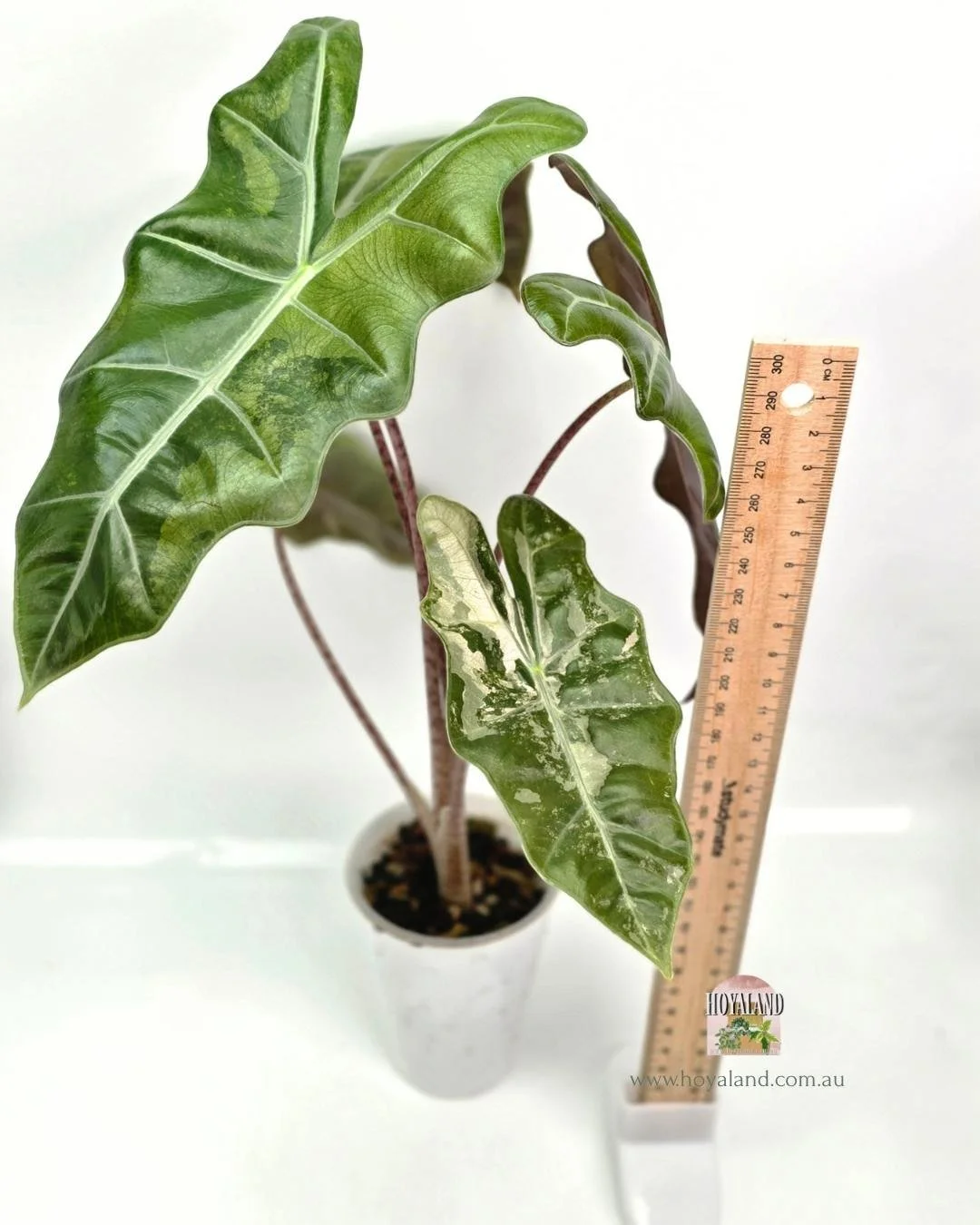 alocasia psuedo pink (4).jpg