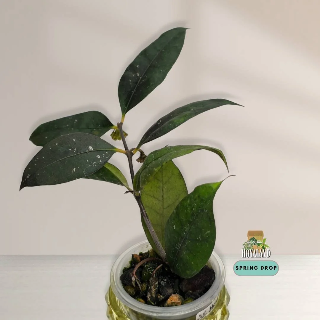 Established Hoya sp Jatim new clone with peduncles showing olive-to-red shifting blooms and thin leaves