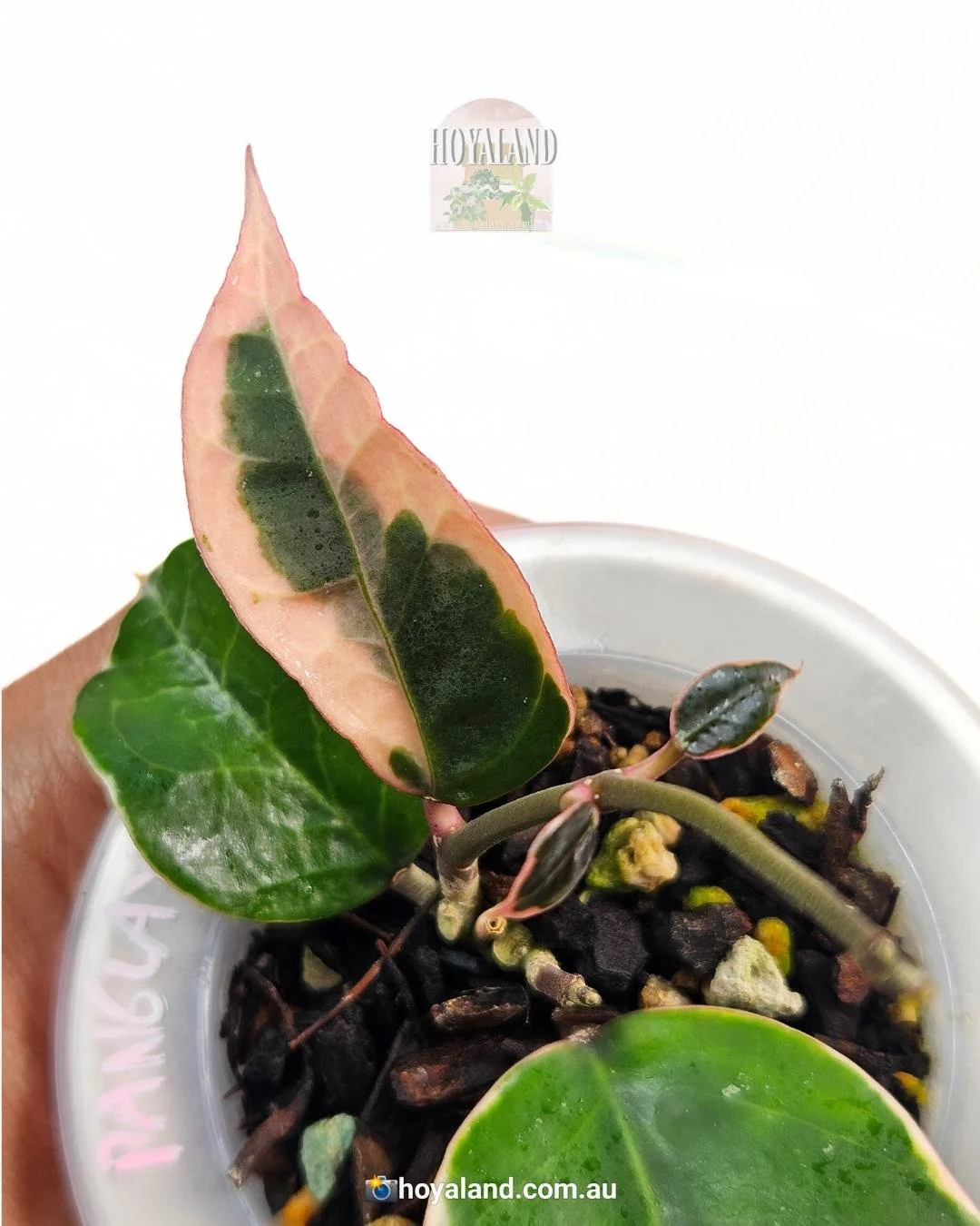 Hoya verticillata Panglay (1).jpg