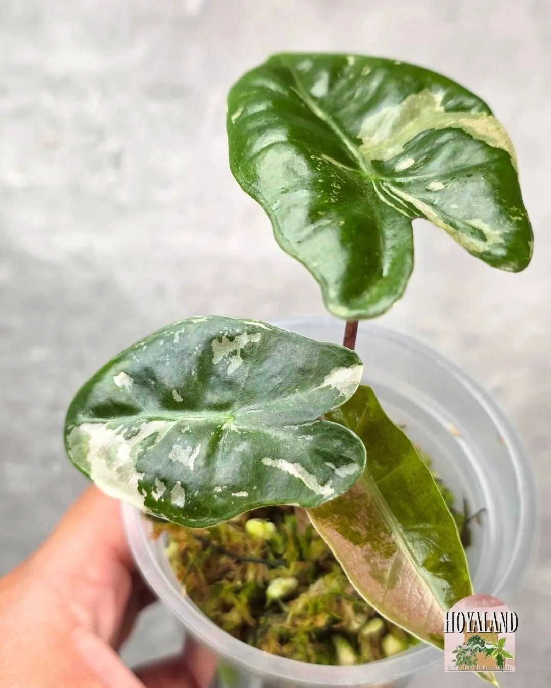 Alocasia pseudosanderiana pink tc.jpg