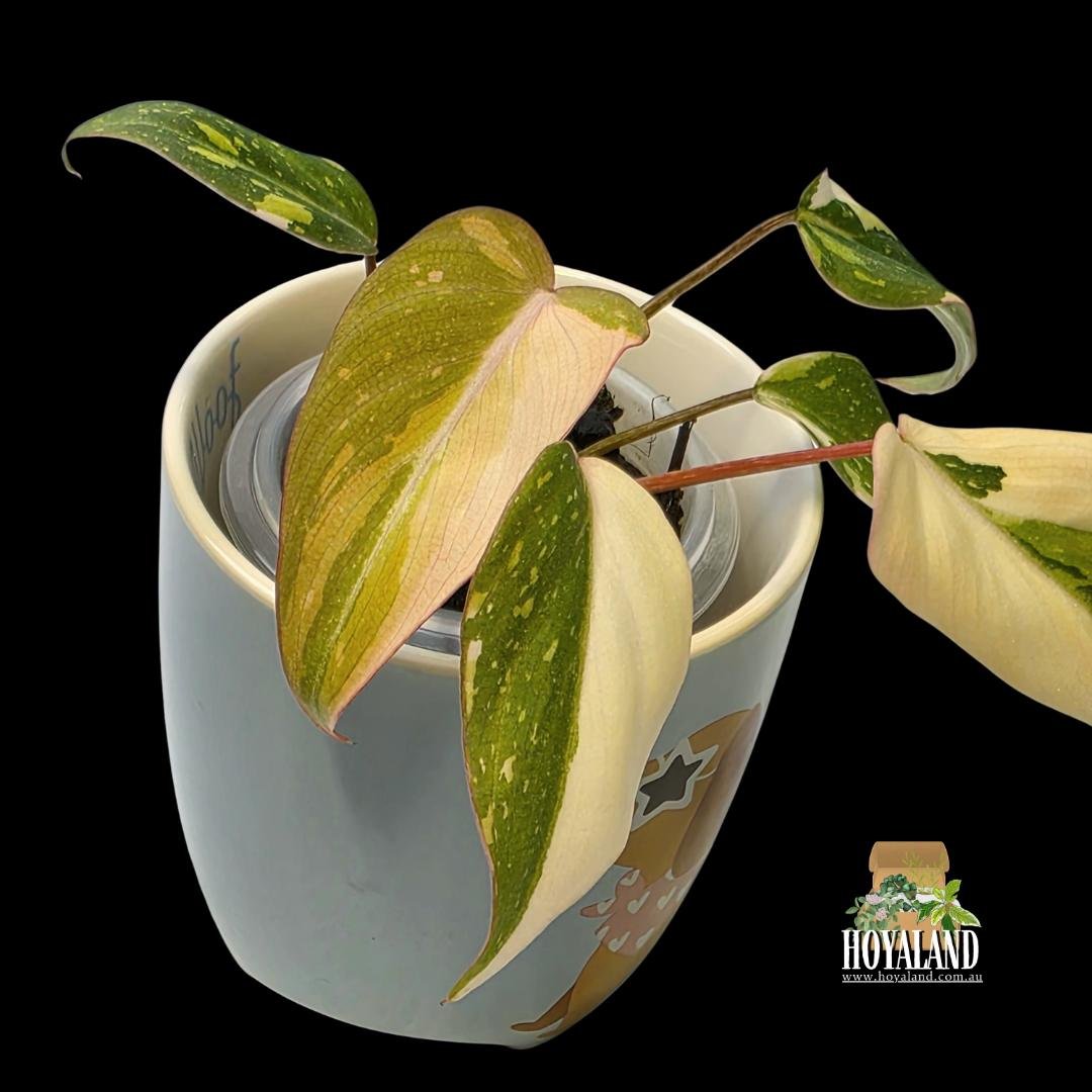 Philodendron gloriosum variegata (5).jpg