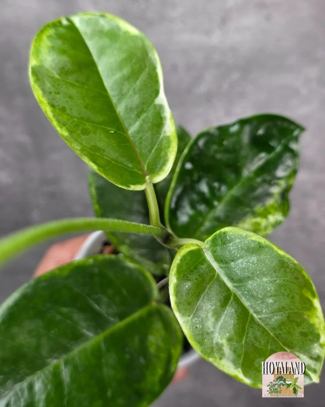 Hoya australis peridot (5).jpg