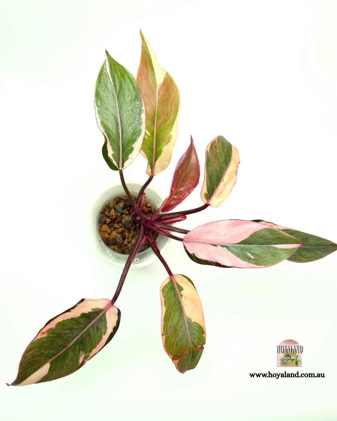 Philodendron Pink Princess Albo Mutation.jpg