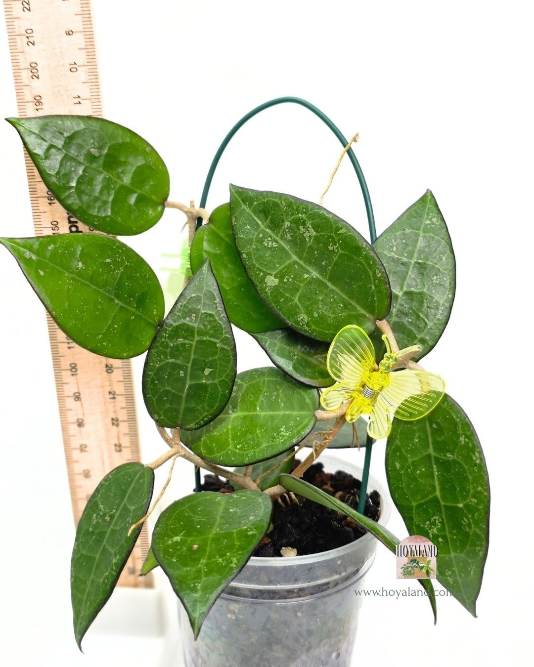 🍂  Veiny Hoya verticillata Black Margin