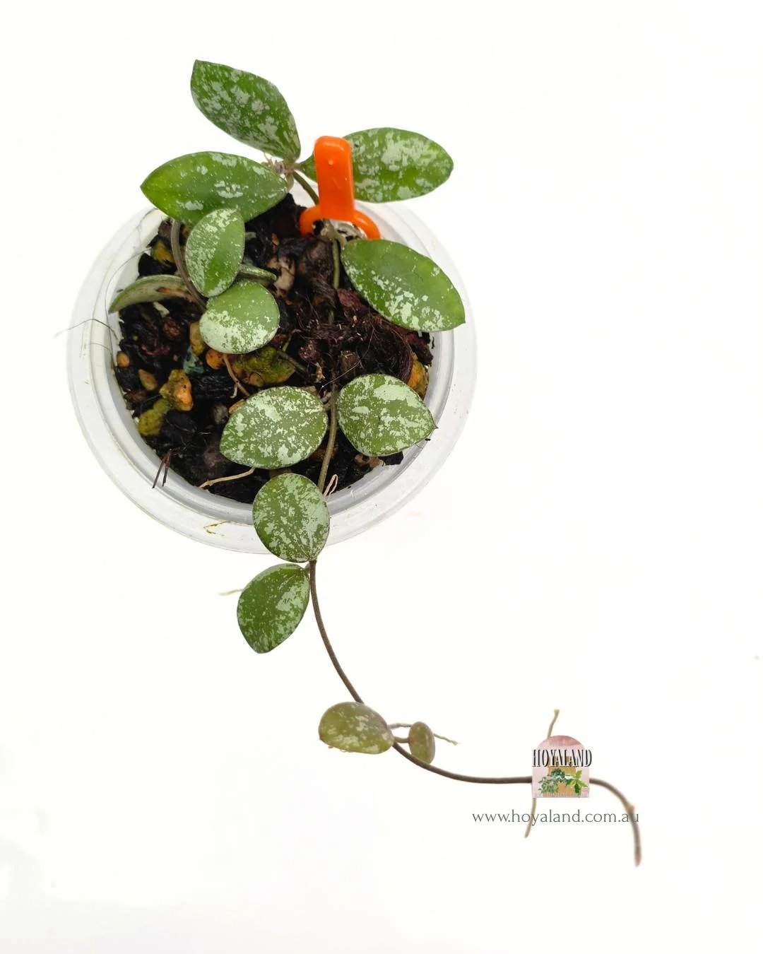 🍂 Hoya Mini Coin sp Kalimantan  | Small Leaf Hoya