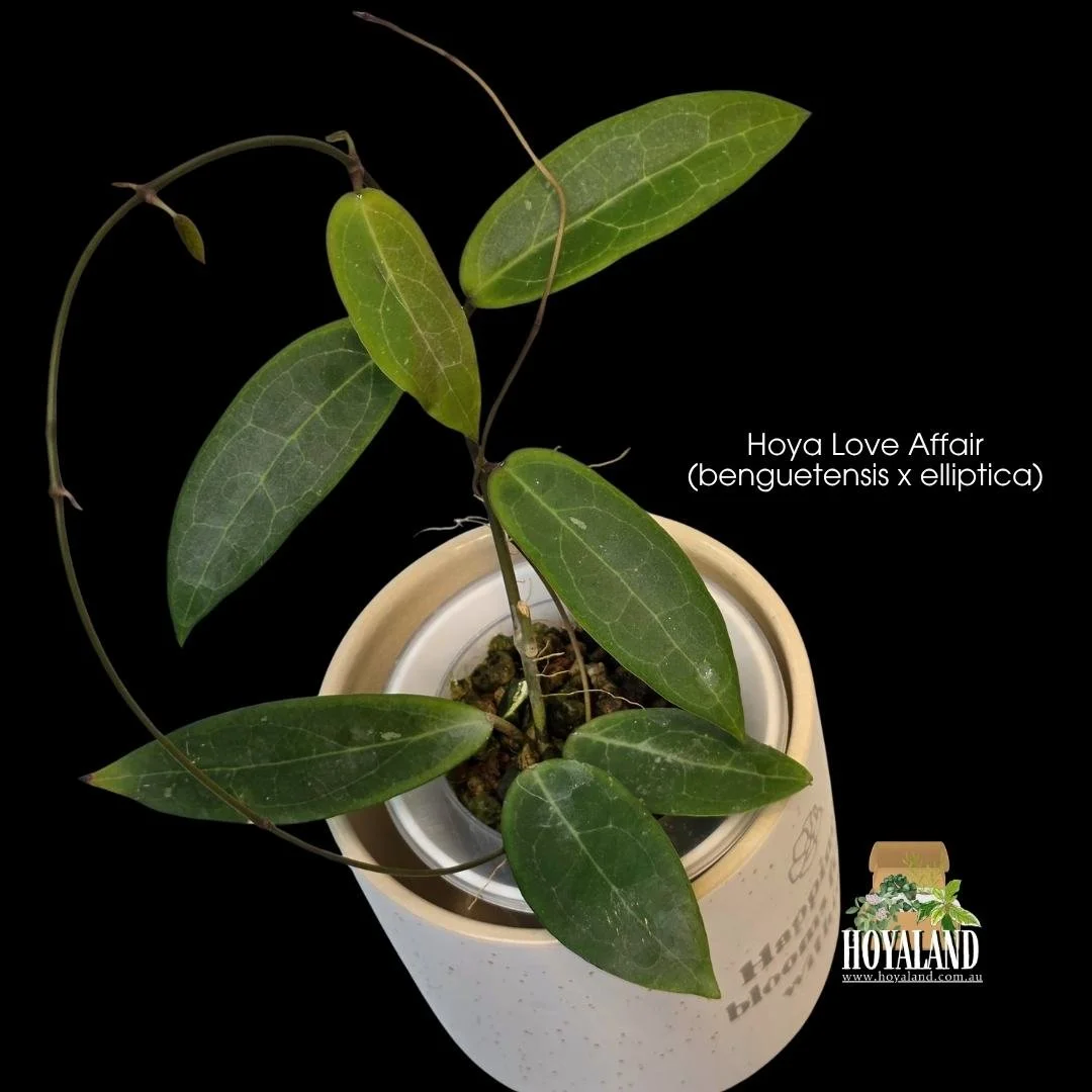 Hoya Love Affair benguetensis x elliptica hybrid showing heavily veined thick lance-shaped foliage