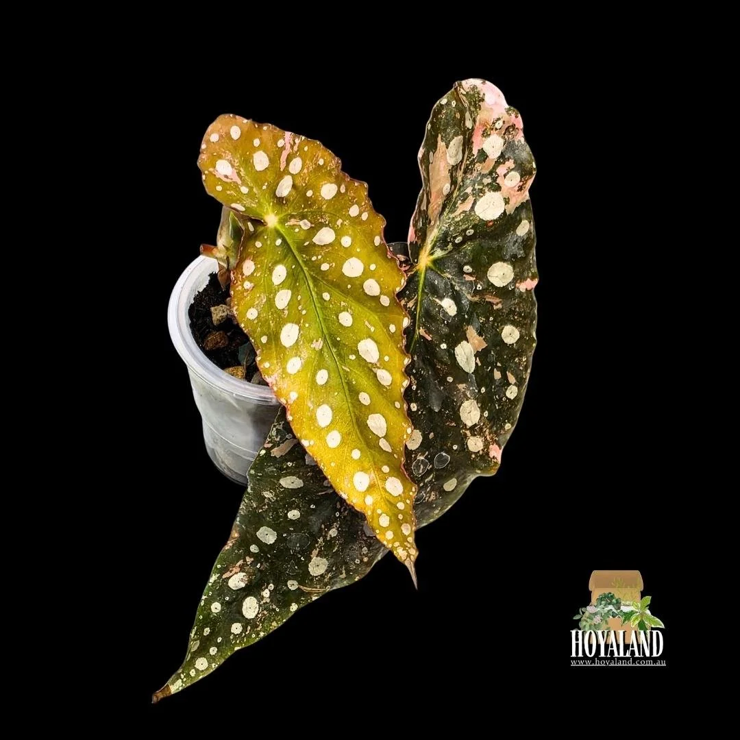 begonia maculata variegata a (3).jpg