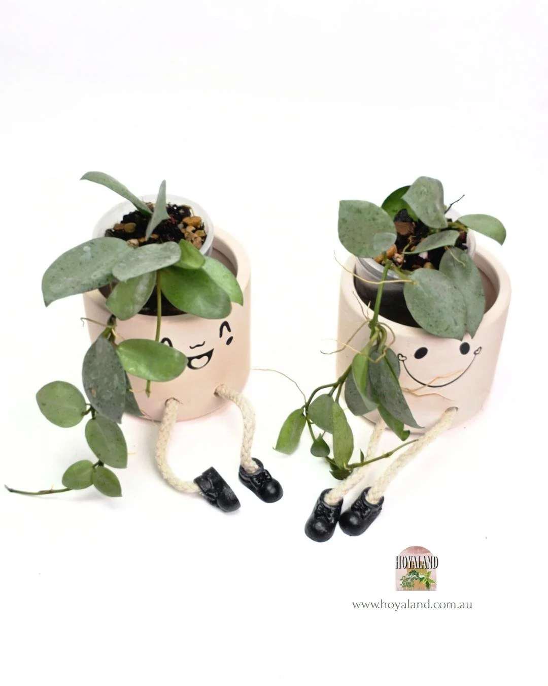 Hoya lacunosa mint coin silver.jpg