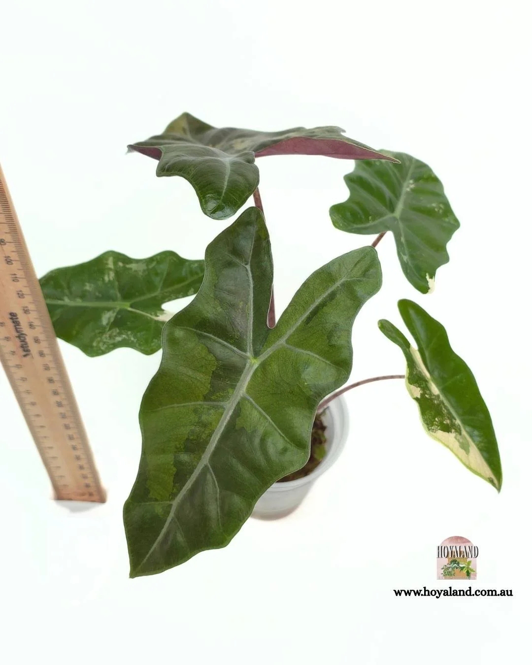 Alocasia pseudo sanderiana pink (7).jpg