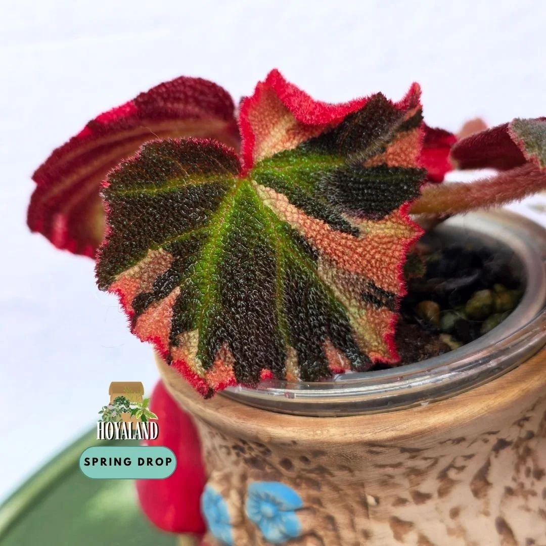 Begonia solimutata variegata (3).jpg
