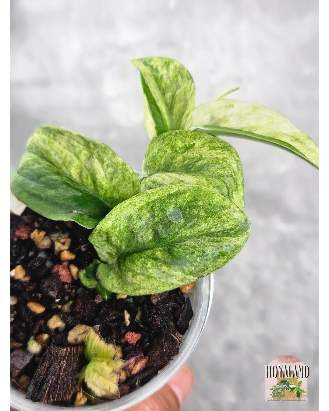 Raphidophora korthalsii ghost mint (2).jpg