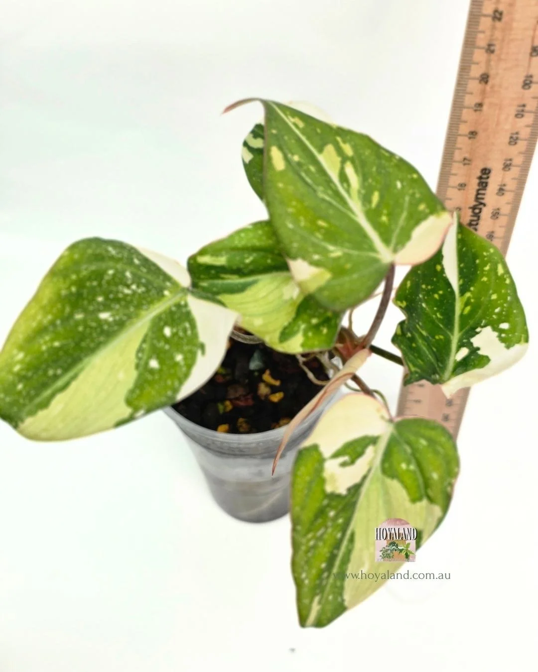 Philodendron gloriosum variegata (3).jpg