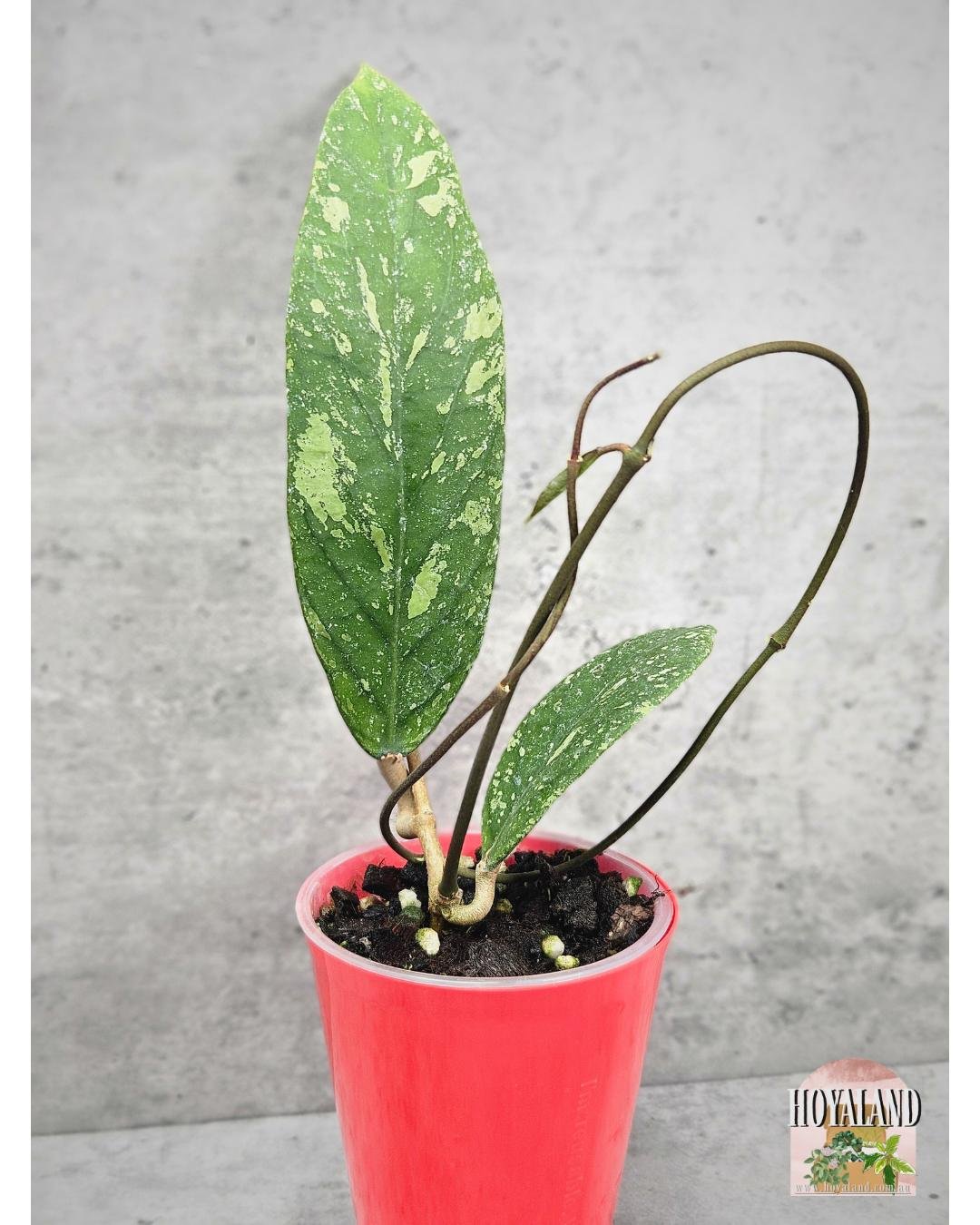 Hoya sp Jabar A (2).jpg