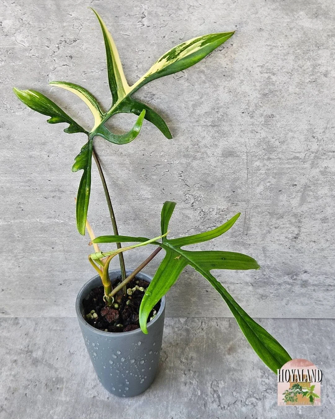 🖤 Philodendron Florida Beauty X Polypodioides  Rare Plant  C 🙏