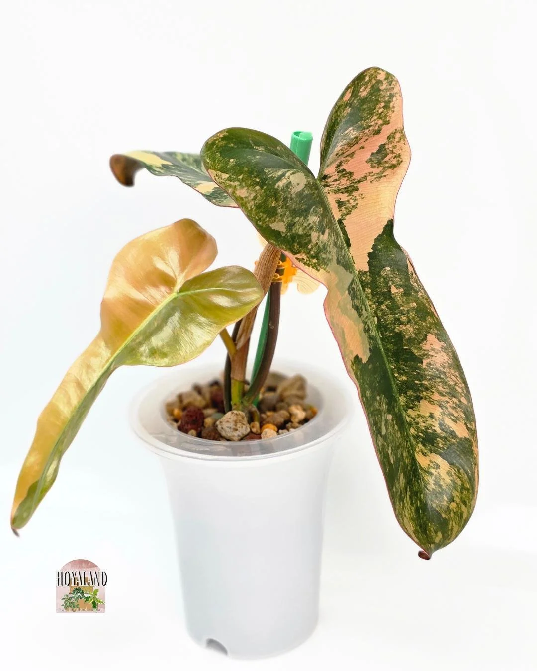 Philodendron brown beauty (2).jpg