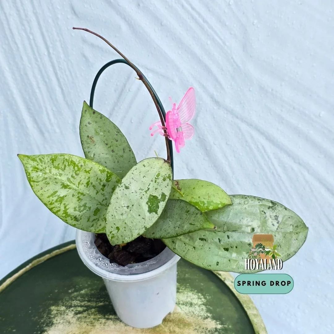 Hoya 'Snowman' (High to Full Silver Splash – H. 'Michelle' Seedling × Unknown) A