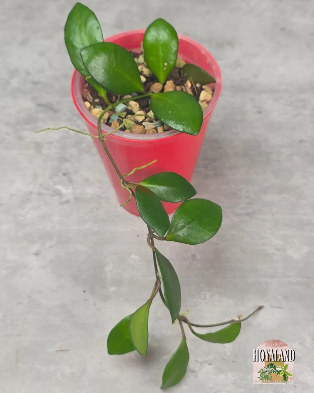 Hoya noona pink small (4).jpg