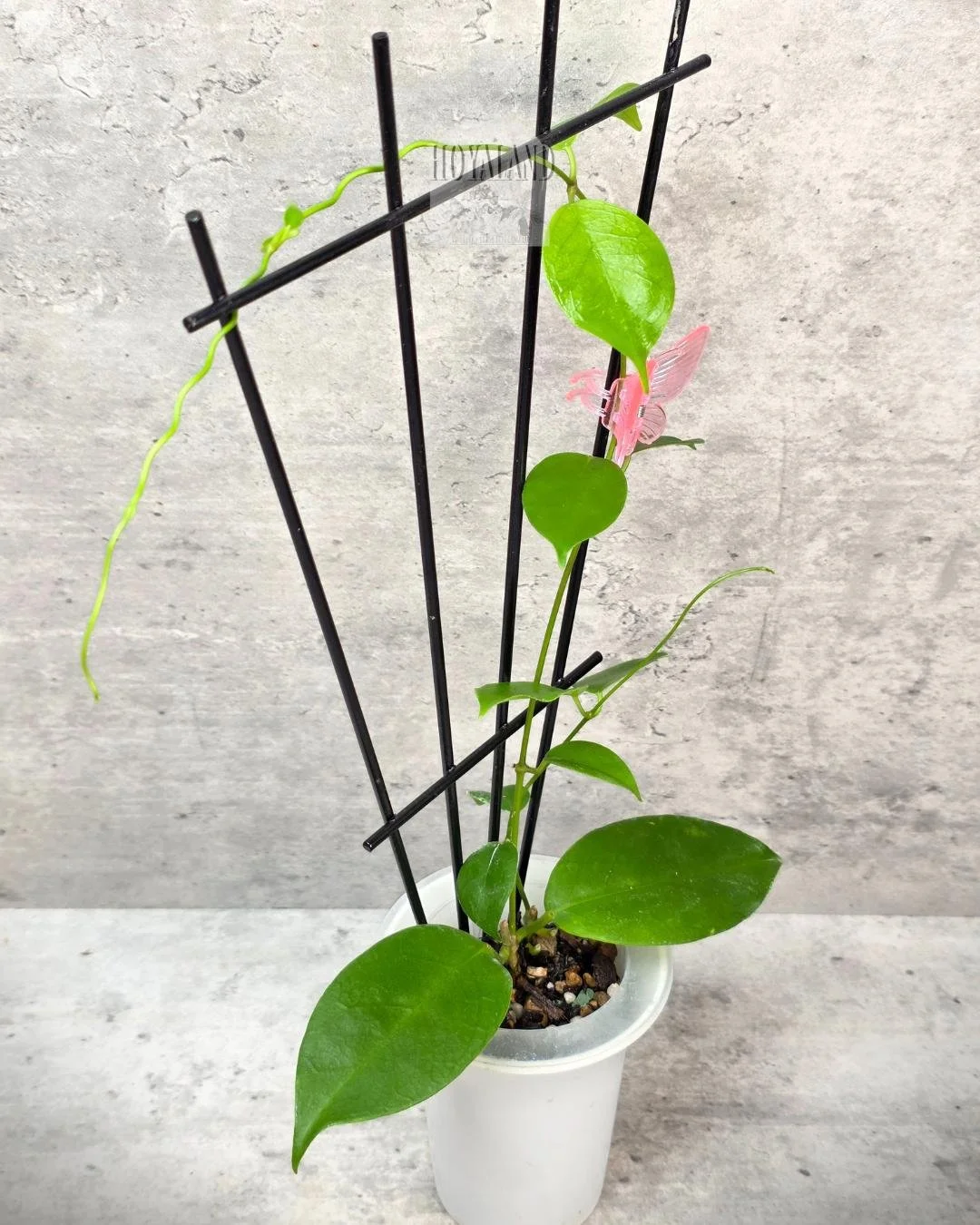 🌞 Hoya sp Ovalau Island 🩷