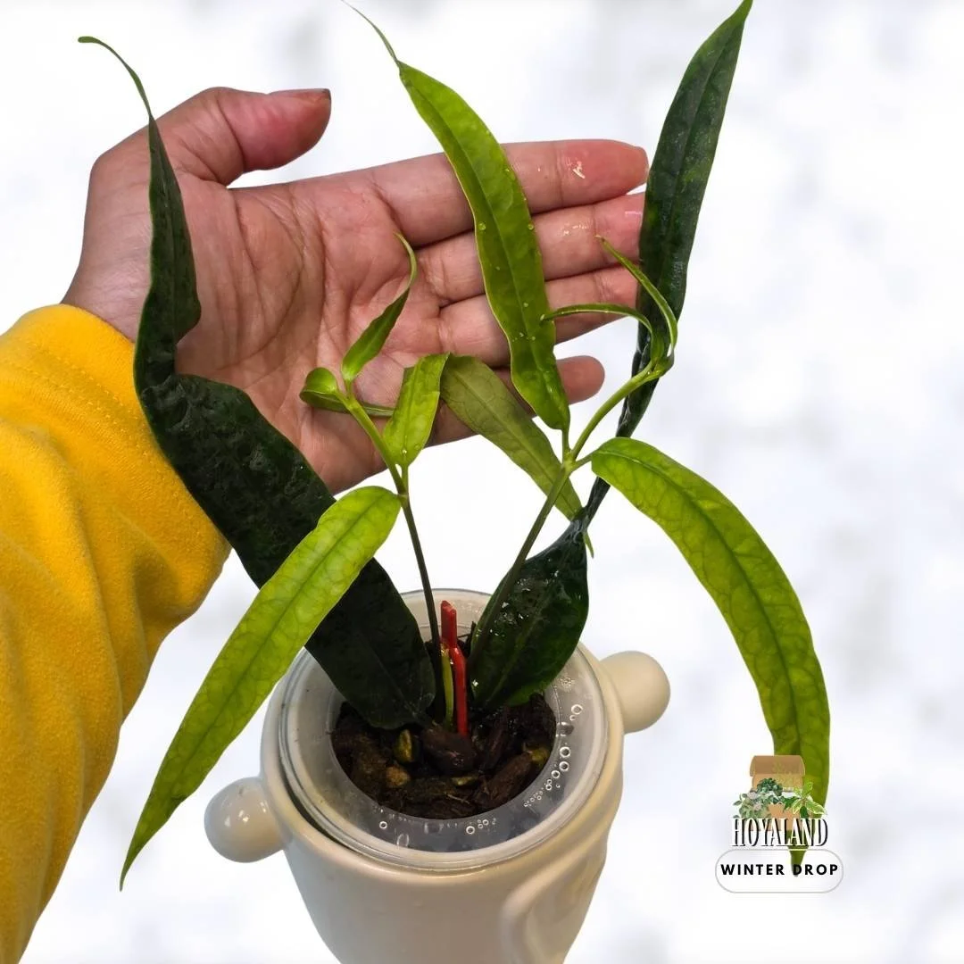 Hoya platycaulis | Rare Flat-Stem Strap-Leaf Specimen