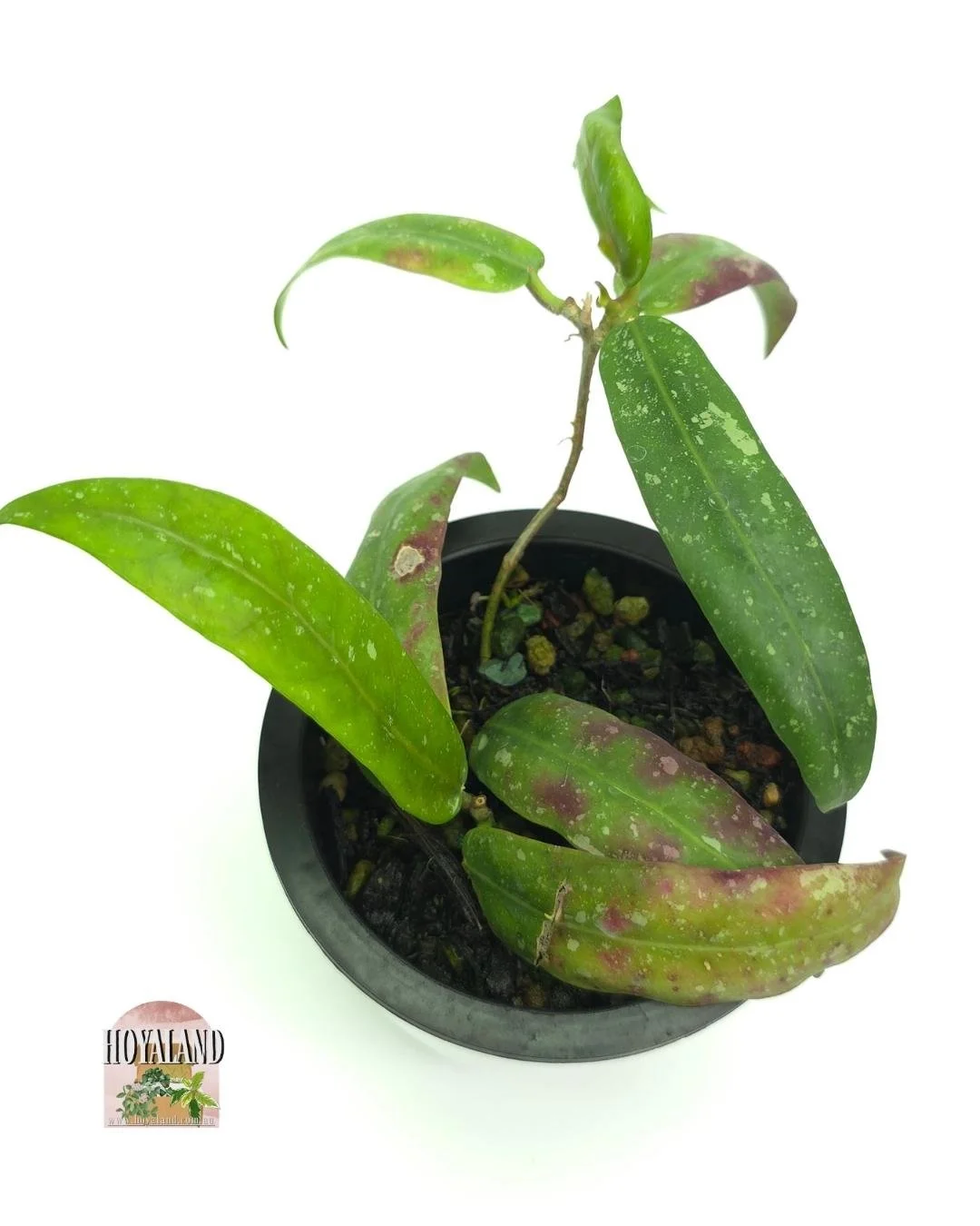 Hoya gps 7950 (3).jpg