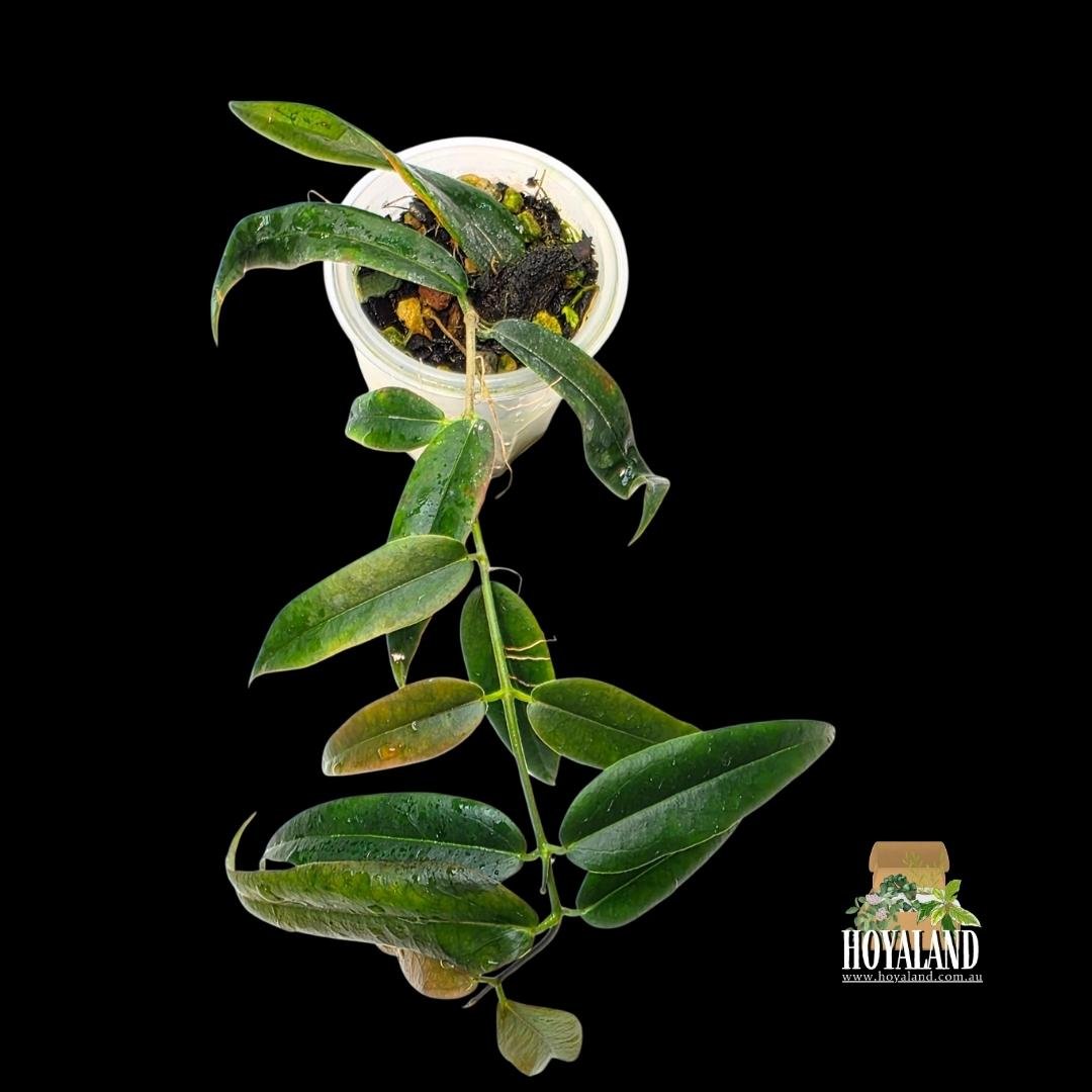 Hoya paradisea white large (4).jpg