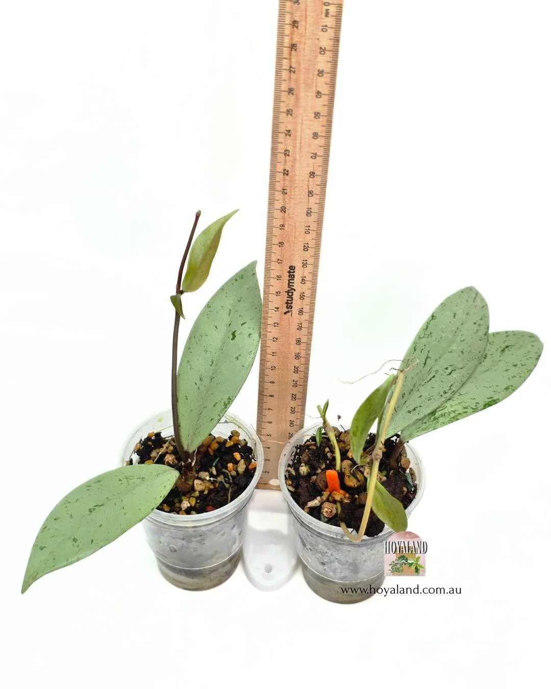 Hoya pubicalyx pink silver ghost 2 (8).jpg